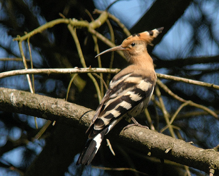 Huppe fascie, Kergreis, Plougonven (Finistre), 22 juillet 2012, photo Franois Sit.