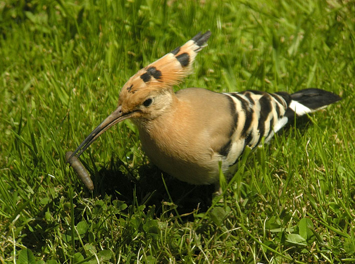 Huppe fascie capturant une larve de Tipule, Kergreis, Plougonven (Finistre), 22 juillet 2012, photo Franois Sit.