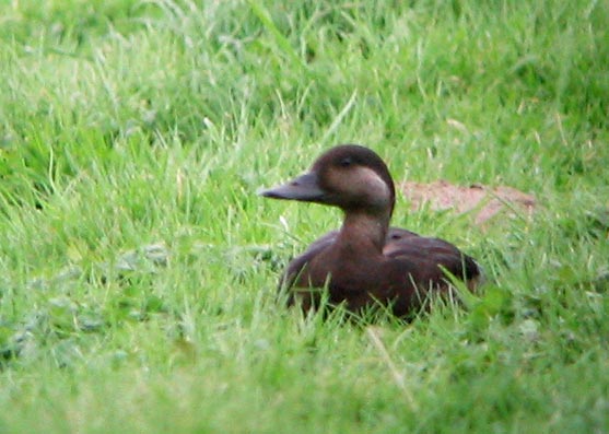 Femelle, Toul-an-Hery, Plestin-les-Grves (22), fvrier 2007, photo Franois Sit.