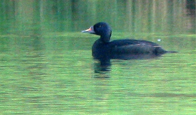 Mle, Toul-an-Hery, Plestin-les-Grves (22), fvrier 2007, photo Franois Sit.