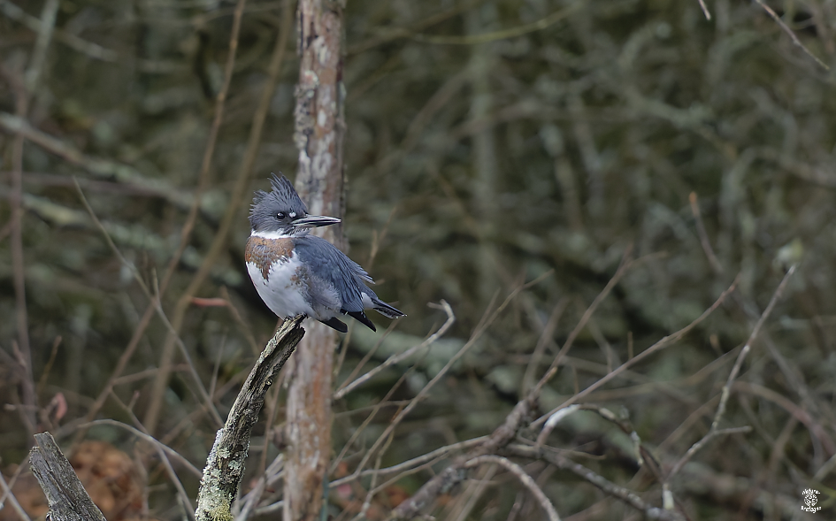 Martin-p�cheur d'Am�rique Immature ; Glomel, C�tes-d'Armor ; d�cembre 2025 ; photos : Jean-Michel Lucas.