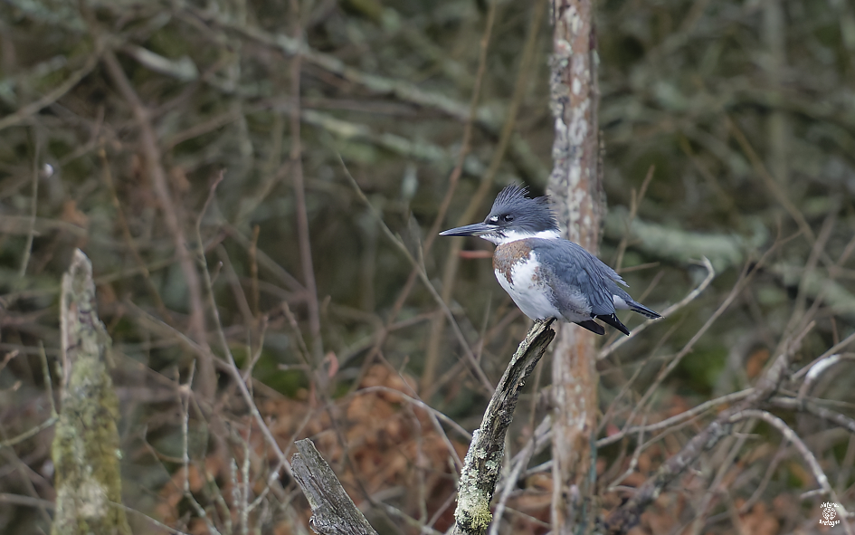 Martin-p�cheur d'Am�rique Immature ; Glomel, C�tes-d'Armor ; d�cembre 2025 ; photos : Jean-Michel Lucas.