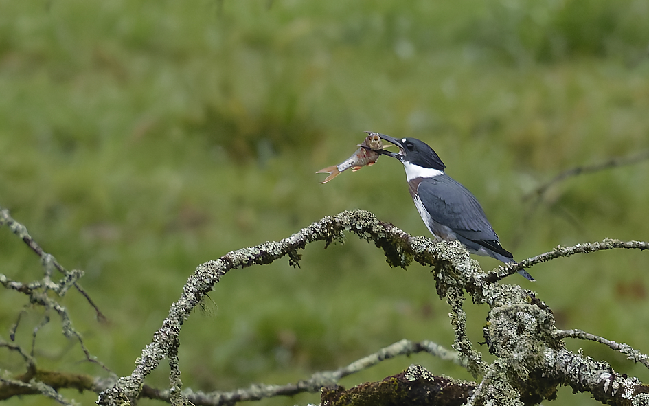 Martin-p�cheur d'Am�rique Immature ; Glomel, C�tes-d'Armor ; d�cembre 2025 ; photos : Jean-Michel Lucas.