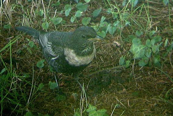 Mle, Kergreis, Plougonven (29), 30 octobre 2005. Photo Franois Sit.