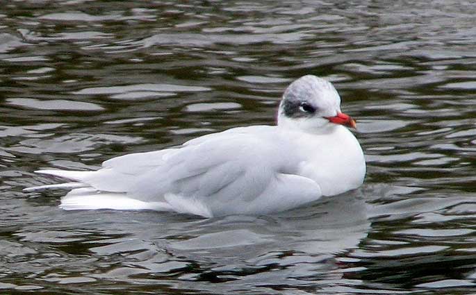 Adulte en plumage d'hiver, Penz (Finistre), 1er novembre 2007, photo Franois Sit.