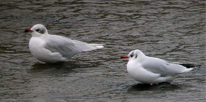 Mouette mlanocphale adulte  gauche, Mouette rieuse adulte  droite (plumages d'hiver), Penz (Finistre), 1er novembre 2007, photo Franois Sit.