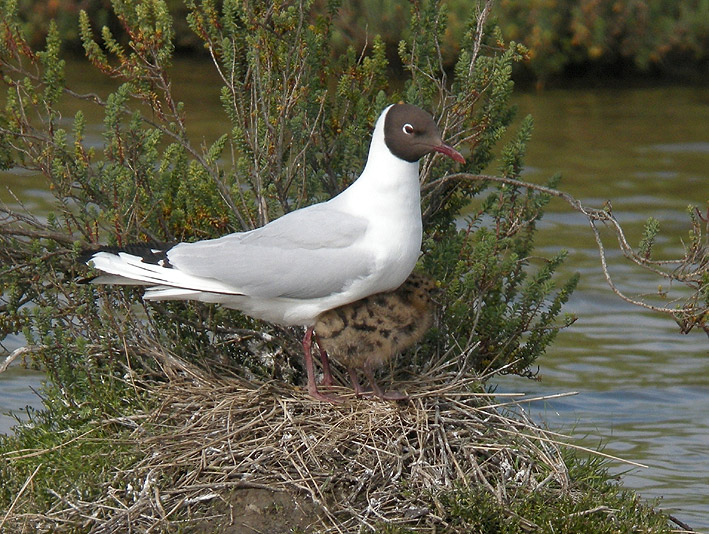 Adulte en plumage nuptial et poussin, marais de Lasn (Saint-Armel, Morbihan), 31 mai 2013, photo Franois Sit.