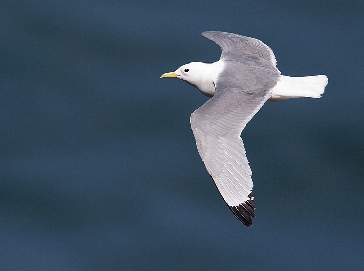 Adulte en vol, Cap Frhel (Ctes-d''Armor), 28 mai 2013, photo Jean-Michel Lucas.