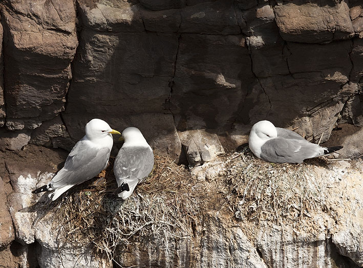 Couples au nid, Cap Frhel (Ctes-d''Armor), 28 mai 2013, photo Jean-Michel Lucas.