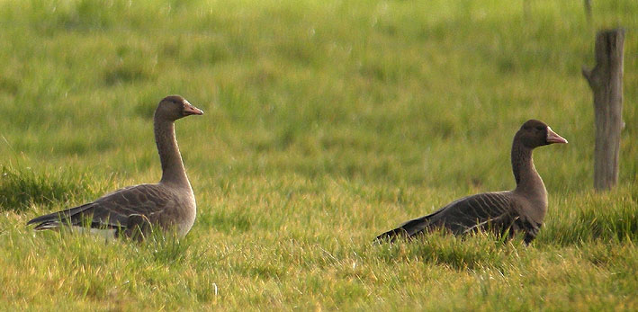 1 juvnile ( gauche) et 1 adulte ( droite), Goulven (Finistre), 3 janvier 2011, photo Franois Sit.