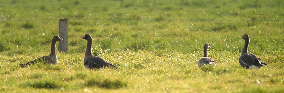 3 juvniles et 1 adulte (deuxime  gauche), Goulven (Finistre), 3 janvier 2011, photo Franois Sit.