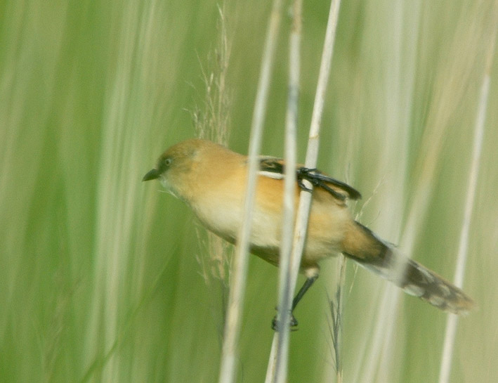 Jeune femelle, tang de Trunvel, Trogat (29 Sud), 9 juin 2008, photo Jean-Michel Lucas.