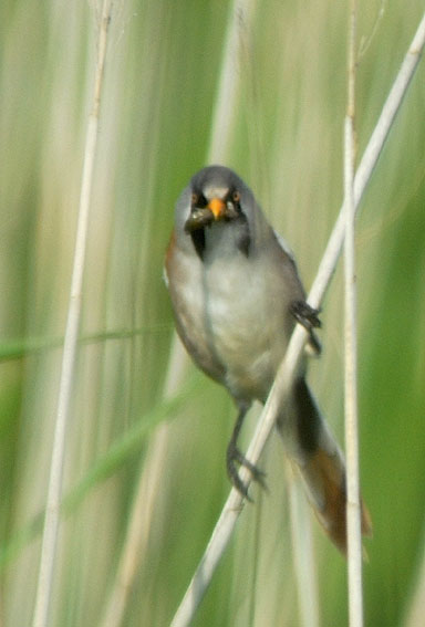 Mle, tang de Trunvel, Trogat (29 Sud), 9 juin 2008, photo Jean-Michel Lucas.