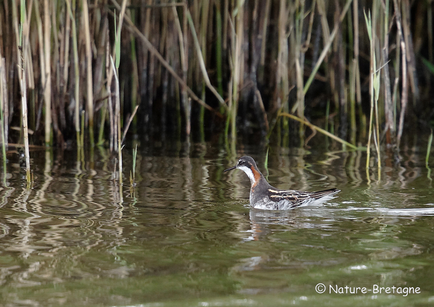 Adulte femelle en plumage nuptial ; Guissny (Finistre) ; le 14 juin 2019 ; photo : Jean-Michel LUCAS.