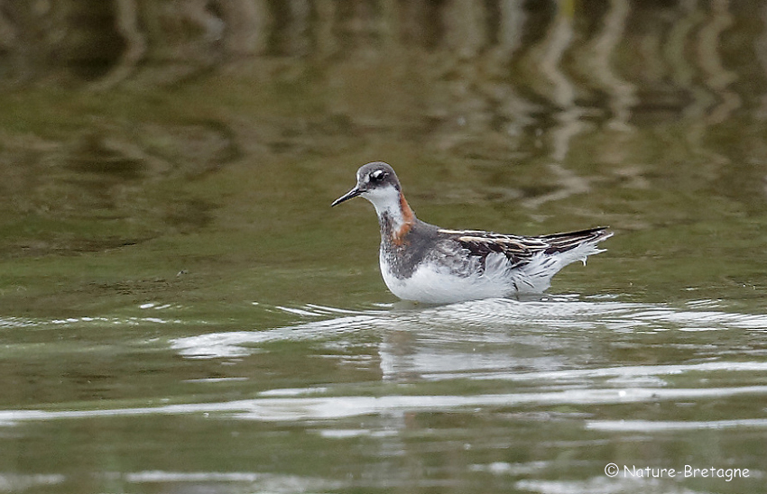 Adulte femelle en plumage nuptial ; Guissny (Finistre) ; le 14 juin 2019 ; photos : Jean-Michel LUCAS.