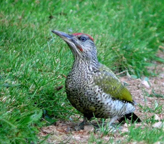 Mle juvnile chassant les fourmis sur pelouse, Kergreis, Plougonven (29), 10 aot 2007. Photo Franois Sit.