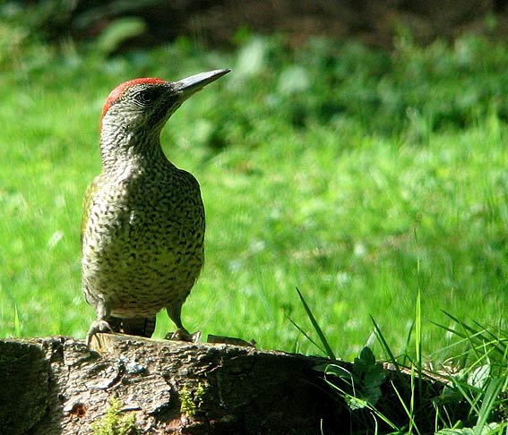 Mle juvnile chassant les fourmis sur pelouse, Kergreis, Plougonven (29), 10 aot 2007. Photo Franois Sit.