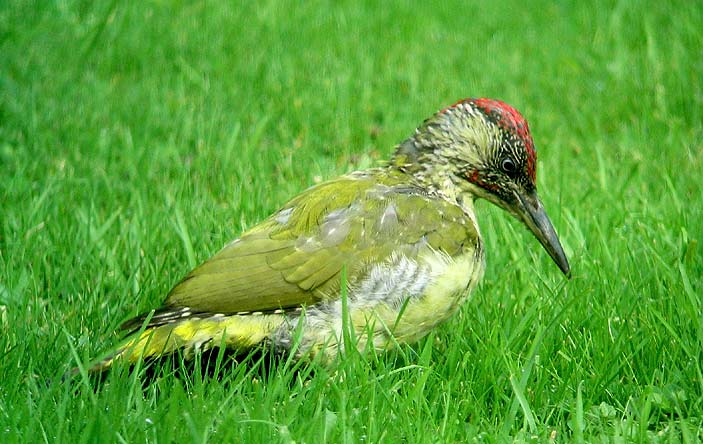 Jeune mle chassant les fourmis sur la pelouse, Kergreis, Plougonven (29), 20 septembre 2007. Photo Franois Sit.