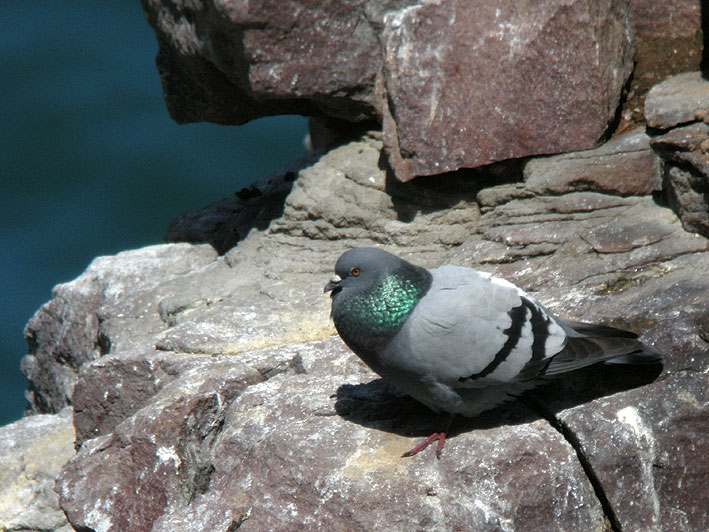 Mle, Cap Frhel (Ctes-d'Armor), 28 mai 2013, photo Franois Sit.