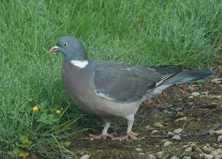 Kergreis, Plougonven (29), 23 mai 2008, photo Franois Sit.