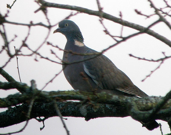 Le Kermeur, Plougonven, Finistre, 22 dcembre 2007, photo Franois Sit.