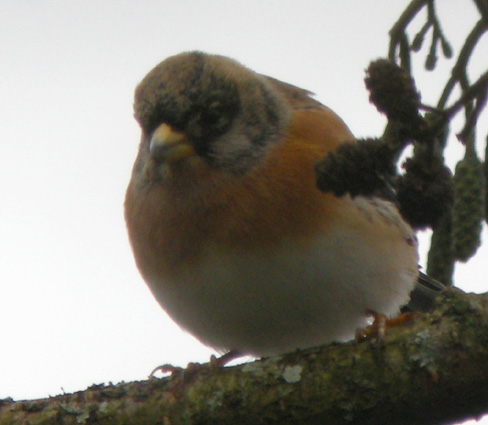 Mle en plumage internuptial, lac du Drennec, Sizun (29), 27 novembre 2008, photo Franois Sit.