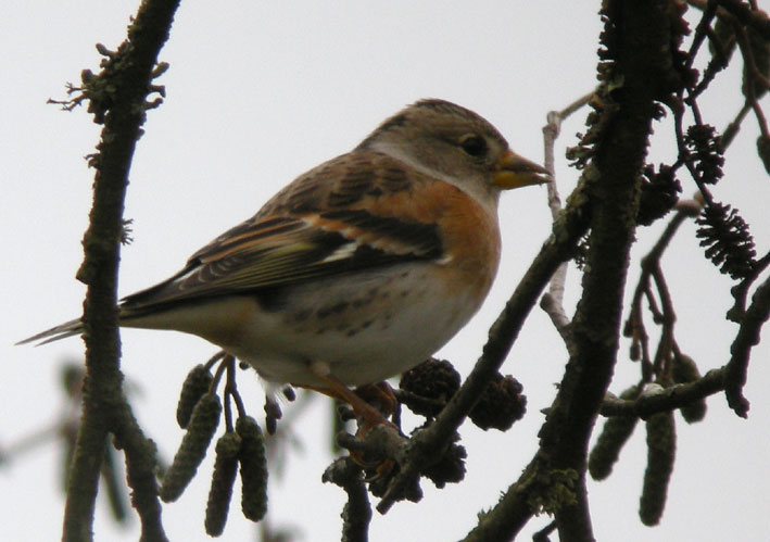 Femelle en plumage internuptial, lac du Drennec, Sizun (29), 27 novembre 2008, photo Franois Sit.