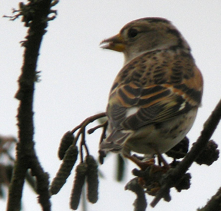 Femelle en plumage internuptial, lac du Drennec, Sizun (29), 27 novembre 2008, photo Franois Sit.