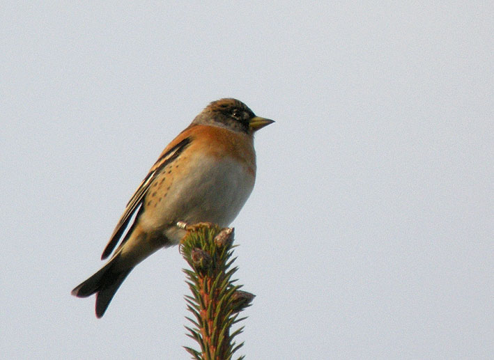 Mle en plumage internuptial (bagu), Kergreis, Plougonven (Finistre), 21 octobre 2010, photo Franois Sit.