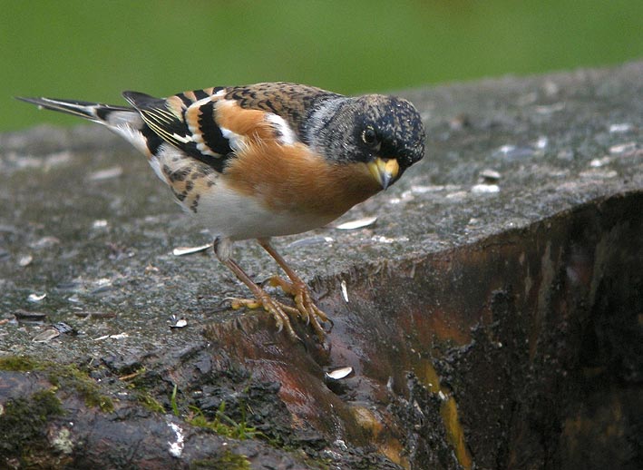 Mle en plumage internuptial, Kergreis, Plougonven (Finistre), 29 dcembre 2010, photo Franois Sit.