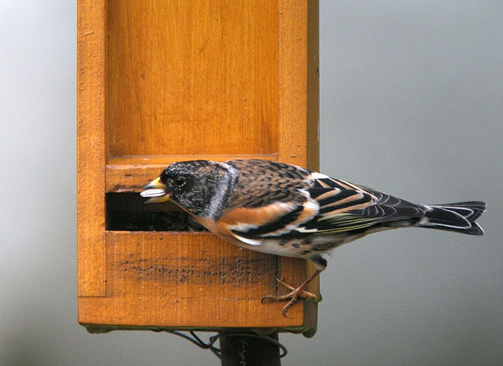 Mle en plumage internuptial, Kergreis, Plougonven (Finistre), 28 dcembre 2010, photo Franois Sit.