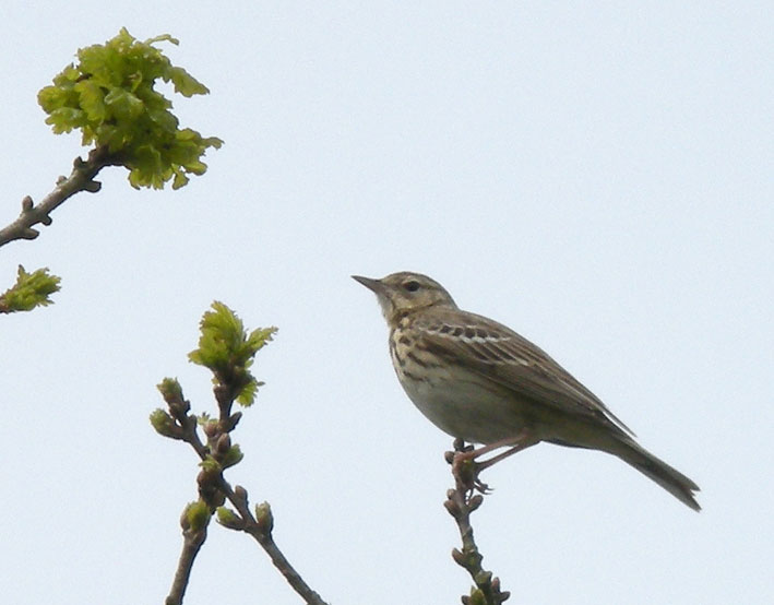 Mle, prairie de Kergreis, Plougonven (Finistre), 3 mai 2008, photo Franois Sit.