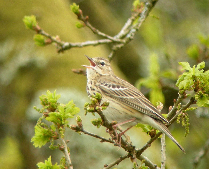 Mle chantant, prairie de Kergreis, Plougonven (Finistre), 3 mai 2008, photo Franois Sit.