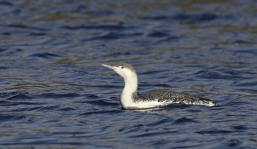 Adulte en plumage internuptial, Lac d'Huelgoat (Finistre), le 17 janvier 2018,  photo : Jean-Michel Lucas.