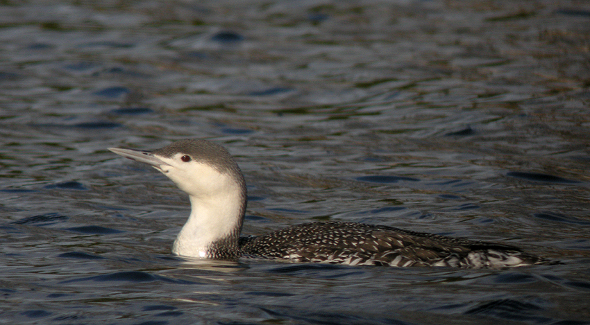 Adulte en plumage internuptial, Lac d'Huelgoat (Finistre), le 17 janvier 2018,  photo : Franois Sit.