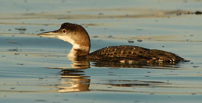 Immature, Locqumeau (22), 8 fvrier 2008, photo Jean-Michel Lucas.