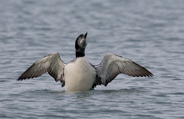 Adulte (plumage quasi-nuptial), Locqumeau (22), 21 novembre 2014, photo : Jean-Michel LUCAS.