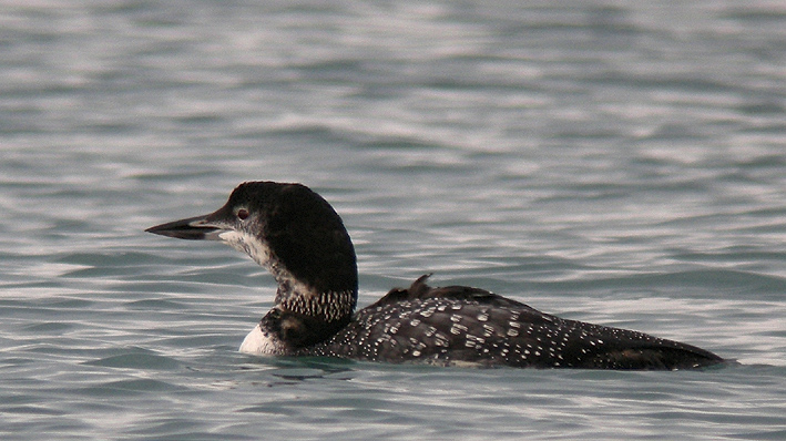 Adulte (plumage quasi-nuptial), Locqumeau (22), 21 novembre 2014, photo : Franois Sit.