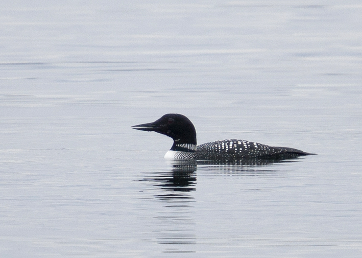 Adulte en plumage nuptial, Argol (Finistre), le 14 avril 2017, photo : Franois Sit.