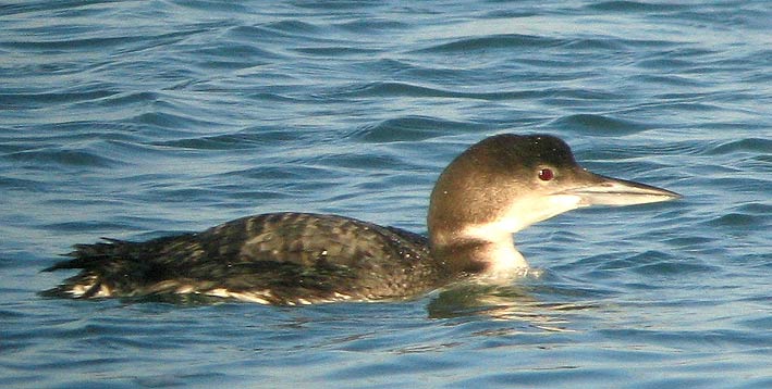 Immature, Locqumeau (22), 7 fvrier 2008, photo Franois Sit.