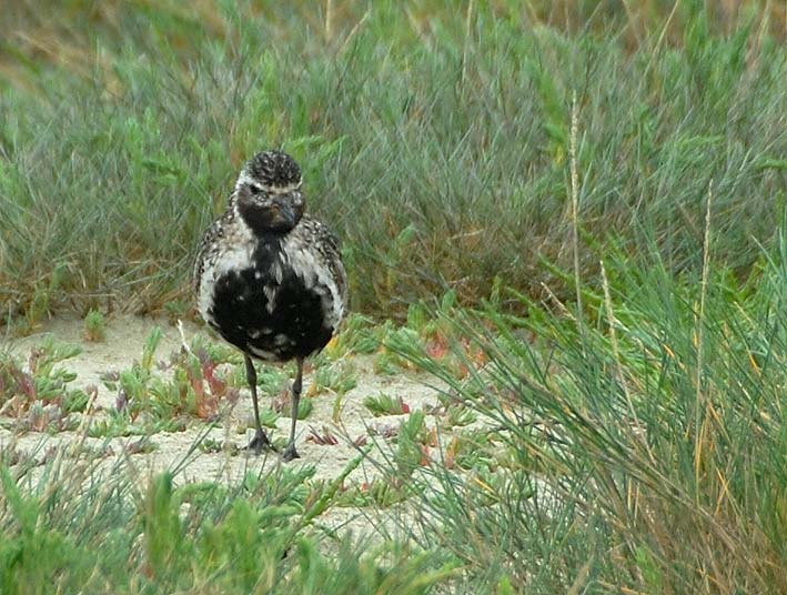 Adulte en plumage nuptial, Baie du Kernic, Plouescat (Finistre), 26 juillet 2010, photo Jean-Michel Lucas.