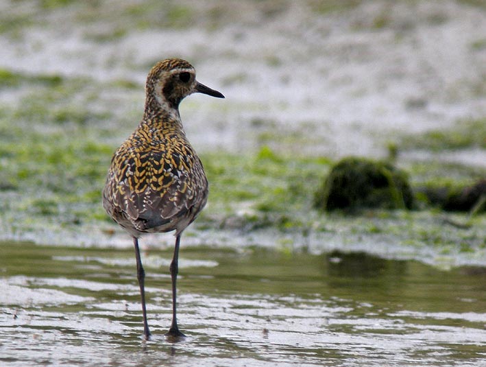 Adulte en plumage nuptial, Baie du Kernic, Plouescat (Finistre), 28 juillet 2010, photo Franois Sit.