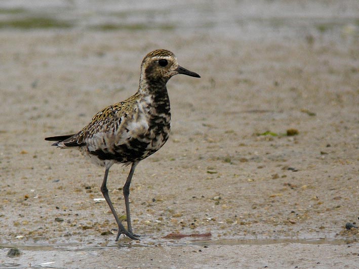 Adulte en plumage nuptial, Baie du Kernic, Plouescat (Finistre), 28 juillet 2010, photo Franois Sit.