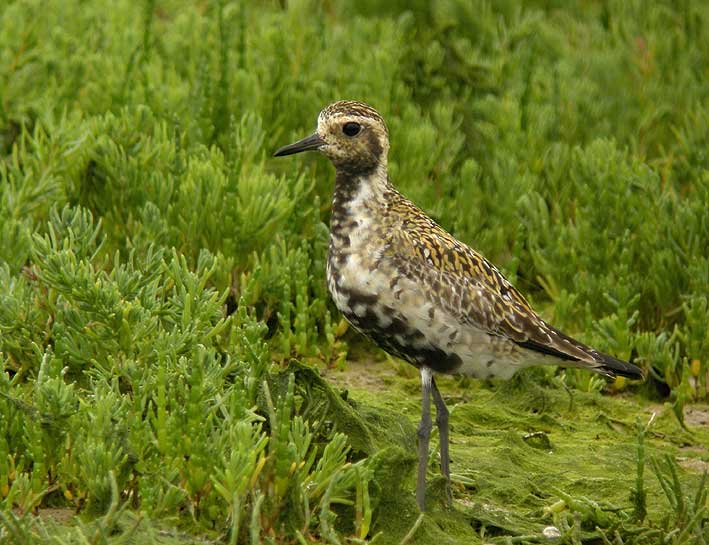 Adulte en plumage nuptial, Baie du Kernic, Plouescat (Finistre), 28 juillet 2010, photo Franois Sit.