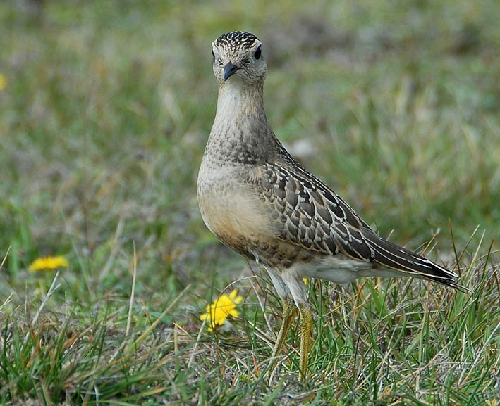 Juvnile, Dunes de la Torche, Plomeur (Finistre Sud), 15 septembre 2008, photo Jean-Michel Lucas.