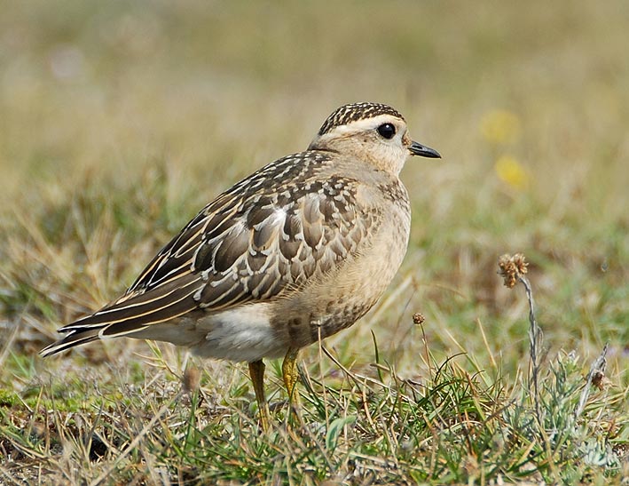 Juvnile, Dunes de la Torche, Plomeur (Finistre Sud), 15 septembre 2008, photo Jean-Michel Lucas.