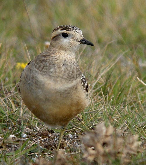 Juvnile, Dunes de la Torche, Plomeur (Finistre Sud), 15 septembre 2008, photo Franois Sit.