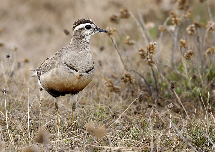 Adulte en plumage nuptial, dunes de la Torche, Plomeur (Finistre Sud), le 12 septembre 2016, photo : Jean-Michel Lucas.