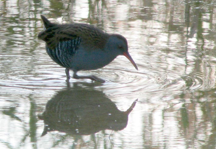 Adulte, Guissny (Finistre), 17 novembre 2007, photo Franois Sit.