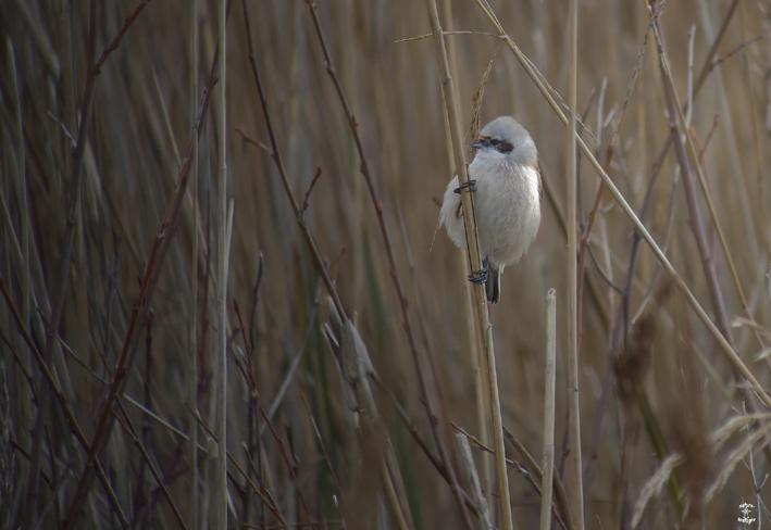 Rmiz penduline, Kerbinigou, Trogat (29), le 10 dcembre 2022, photo Franois Sit.